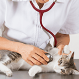 chat chez le vétérinaire